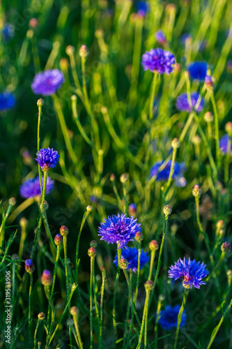 Cornflower field, meadow in a warm sunny day, close up of beautiful blue flowers and buds