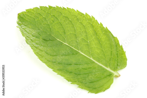 Mint leaf isolated on white background