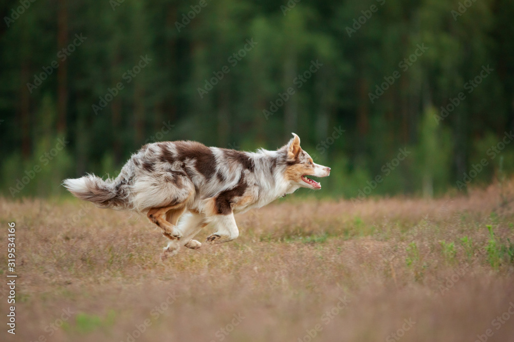 The dog runs on the grass. Active pet plays in nature. sports border collie at dawn
