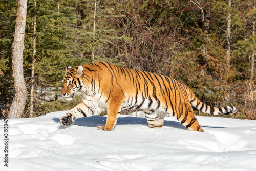 Tiger Playing in the Snow