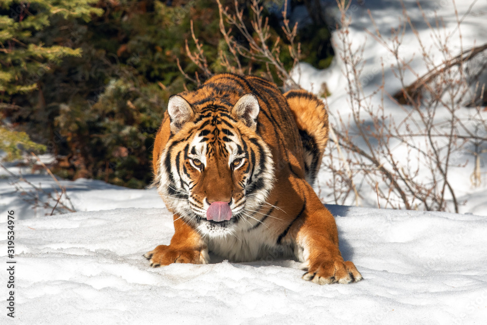 Naklejka premium Tiger Playing in the Snow
