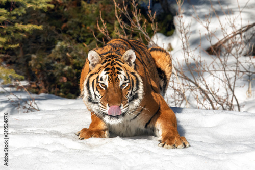 Tiger Playing in the Snow