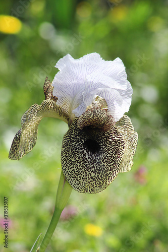 unique flower - nazareth iris, iris bismarckiana photo