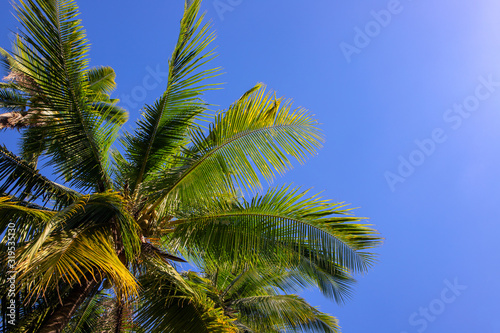 Green palm tree crown on sunny blue sky background. Tropical island nature. Coco palm tree landscape