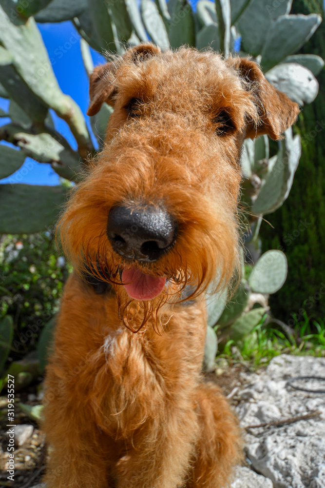 A two-year-old Airedale Terrier dog portrait A two-year-old Airedale Terrier dog portrait