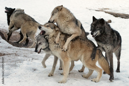 Wolf Pack Playing in the Snow, Montana
