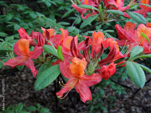 Rhododendron in spring during flowering