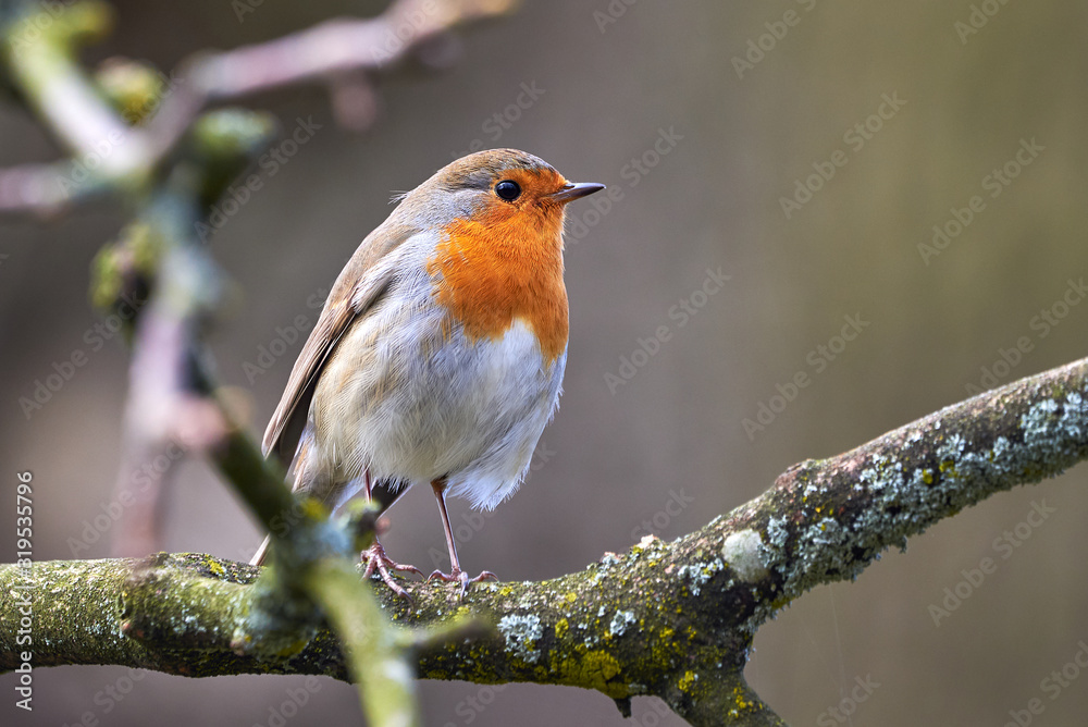 Fototapeta premium European Robin (Erithacus Rubecula) sitting on a branch 