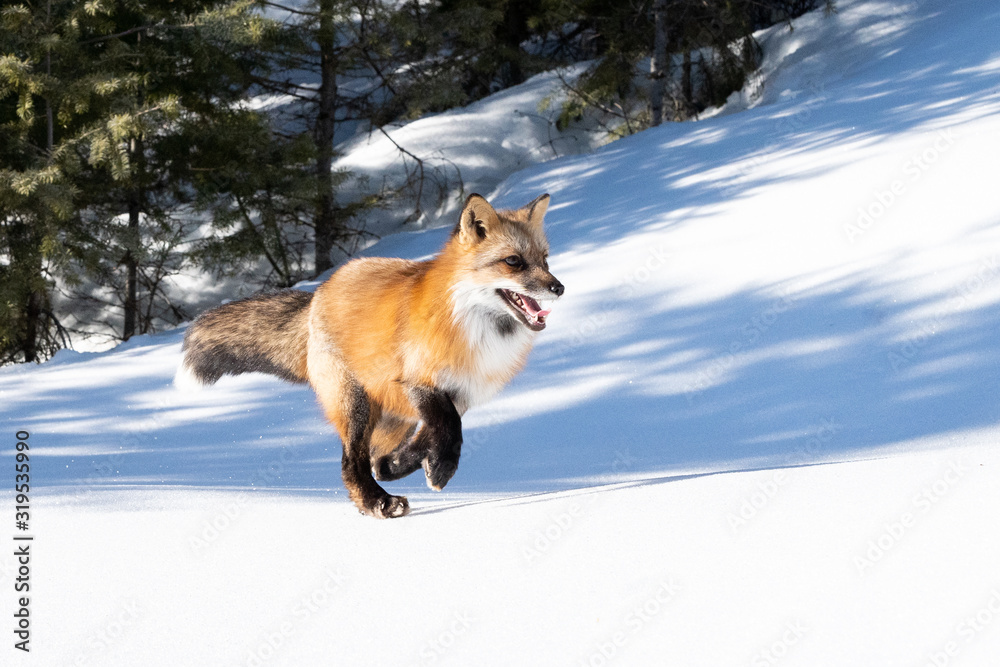 Red Fox in the Snow, Montana