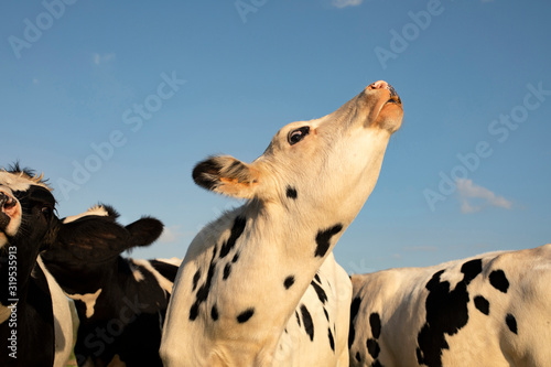 Young black and white cow does moo with her head uplifted. photo