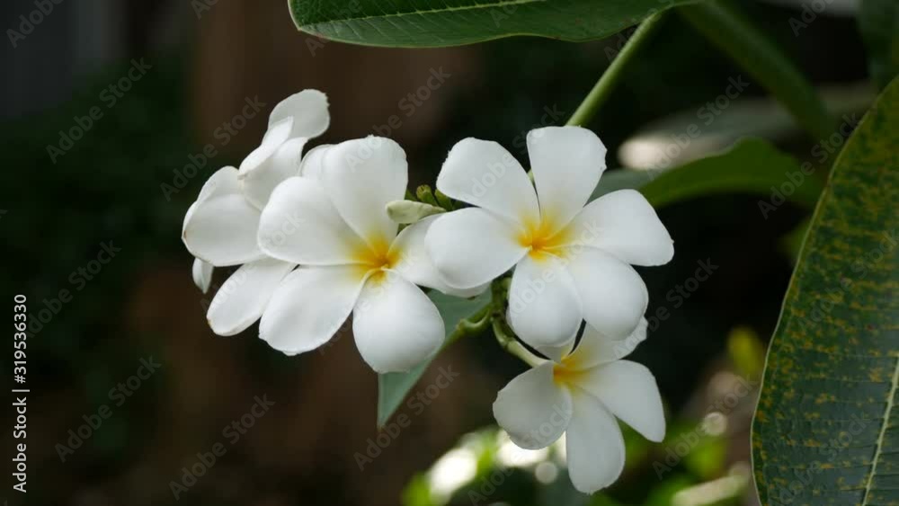 White Plumeria ( frangipani flowers ) in garden White Plumeria ( frangipani flowers ) in garden