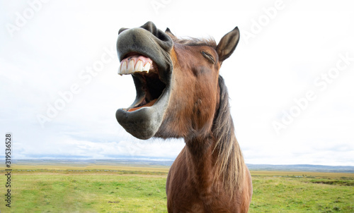 Horse Laughter photo