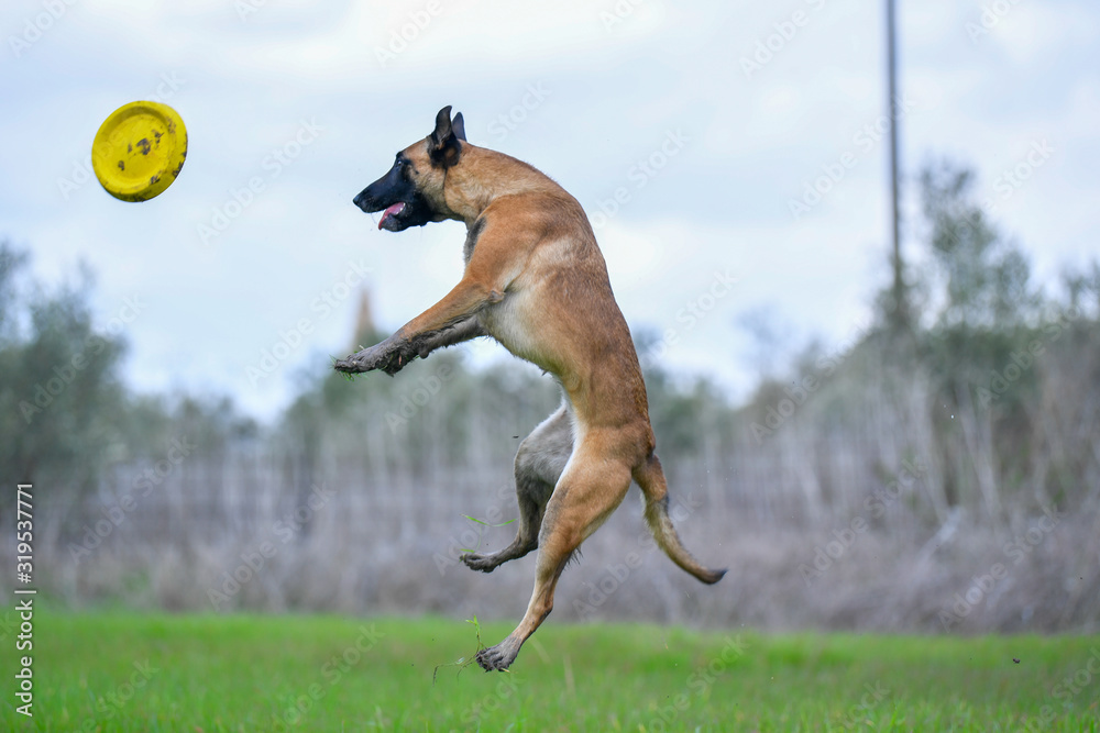 Belgian Malinois running/jumping on grass field Belgian Malinois running/jumping on grass field