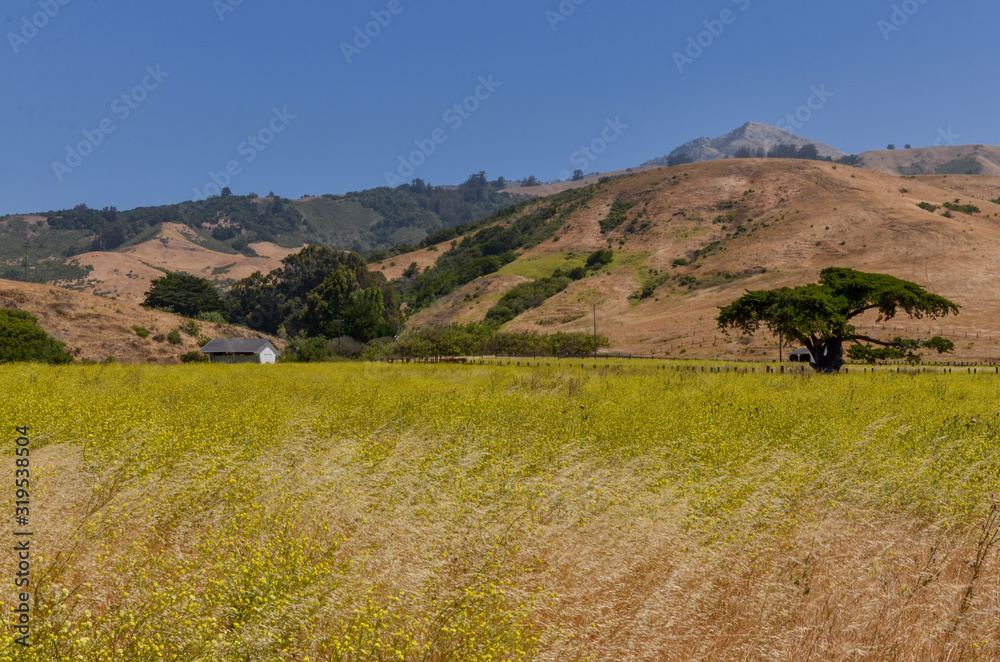 blooming summer mustard (Hirschfeldia incana) field at Point Sur State Historic Park (Monterey County, California)