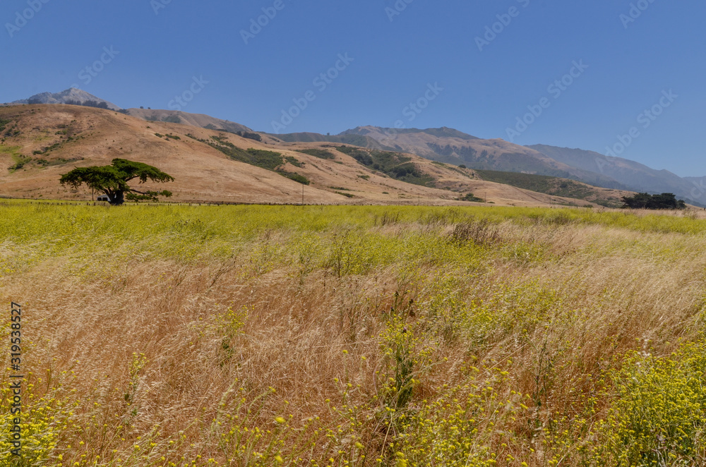 blooming summer mustard (Hirschfeldia incana) field at Point Sur State Historic Park (Monterey County, California) blooming summer mustard (Hirschfeldia incana) field at Point Sur State Historic Park (Monterey County, California)