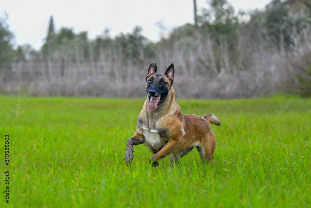 Belgian Malinois running on grass field Belgian Malinois running on grass field