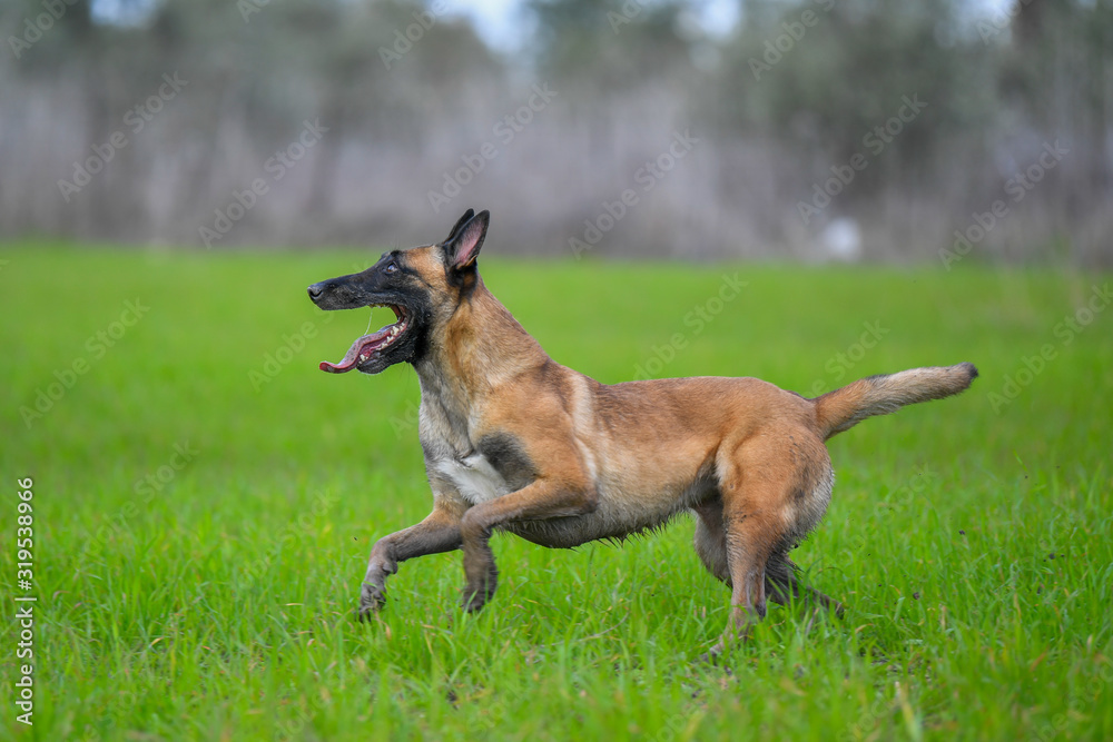 Belgian Malinois running on grass field