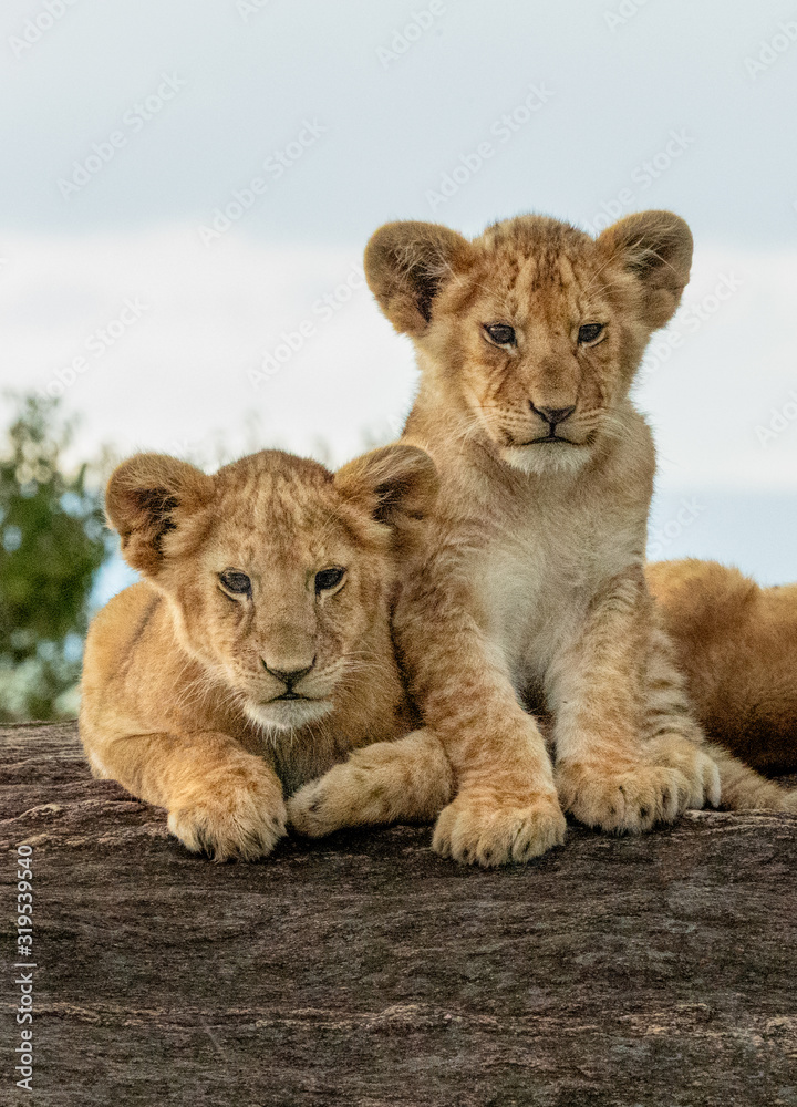 Obraz premium Baby Lion Cubs - Maasai Mara National Park, Kenya