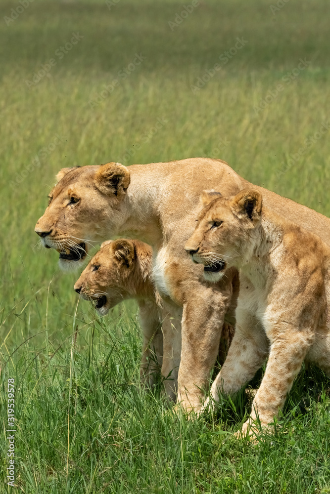 Lions Gettng Ready to Hunt - Maasai Mara National Park, Kenya Lions Gettng Ready to Hunt - Maasai Mara National Park, Kenya