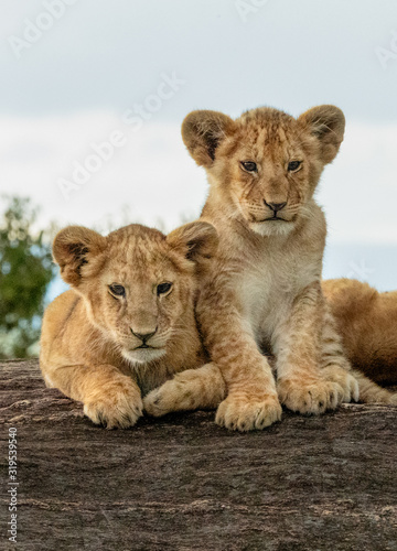 Baby Lion Cubs - Maasai Mara National Park, Kenya
