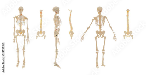 Collage of artificial human skeleton and spine models on white background