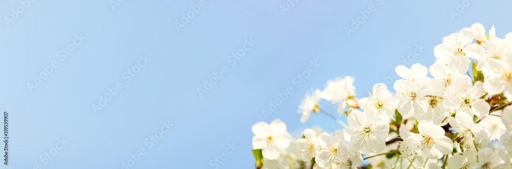 Beautiful cherry tree on sunny day. Amazing spring blossom Beautiful cherry tree on sunny day. Amazing spring blossom