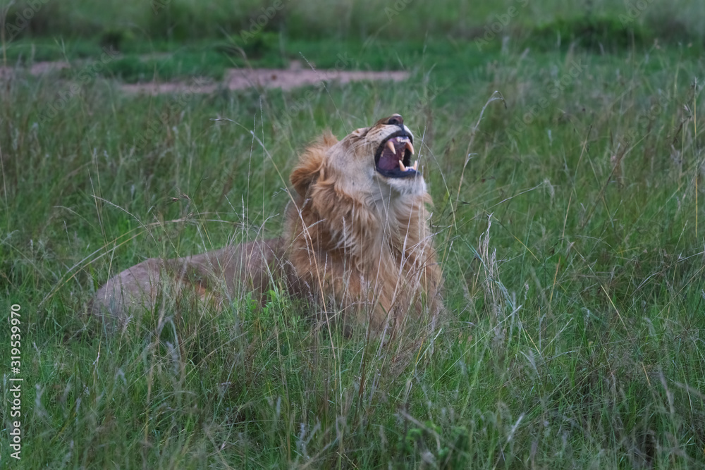 Lion Roaring, Maasai Mara National Park, Kenya