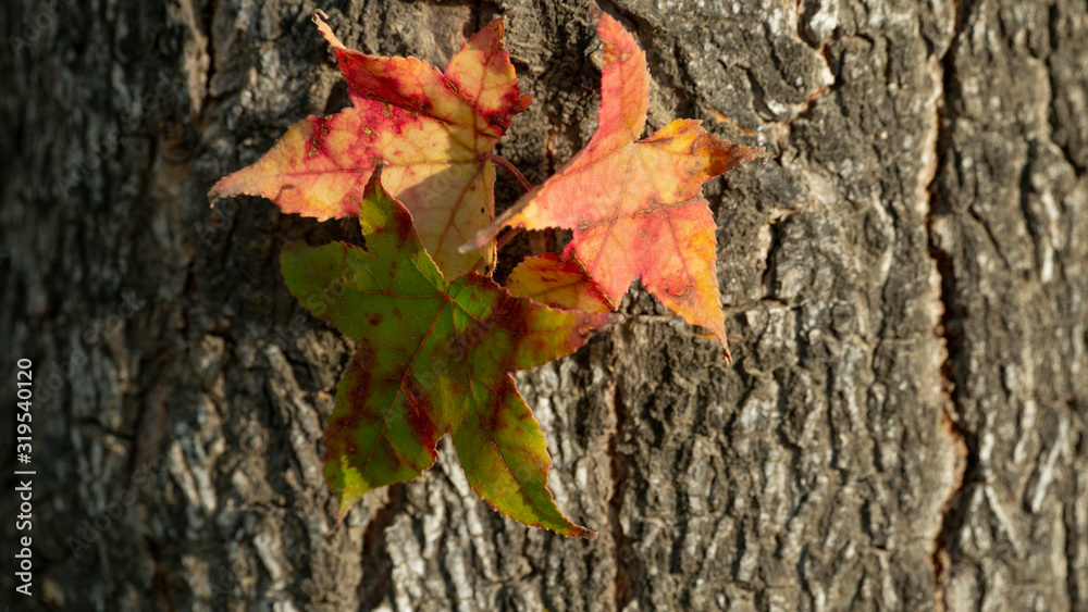 autumn leaves on tree