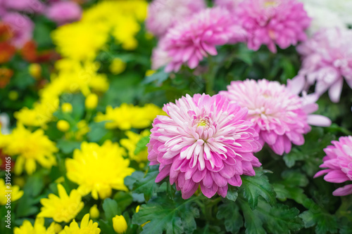 Multicolored Chrysanthemum flowers potted, home gardening background concept