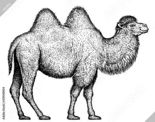 black and white engrave isolated camel illustration