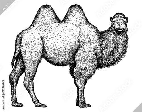 black and white engrave isolated camel illustration
