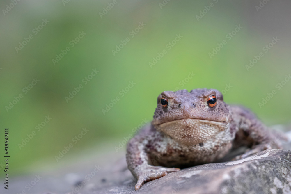 Common toad (Bufo bufo) in the natural ecosystem. Common toad (Bufo bufo) in the natural ecosystem.