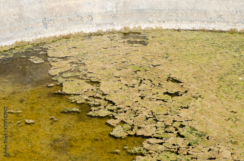 Lyngbya Algae In Tank Water photo