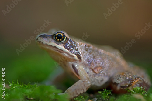 Сommon frog (Rana temporaria) in the natural ecosystem.