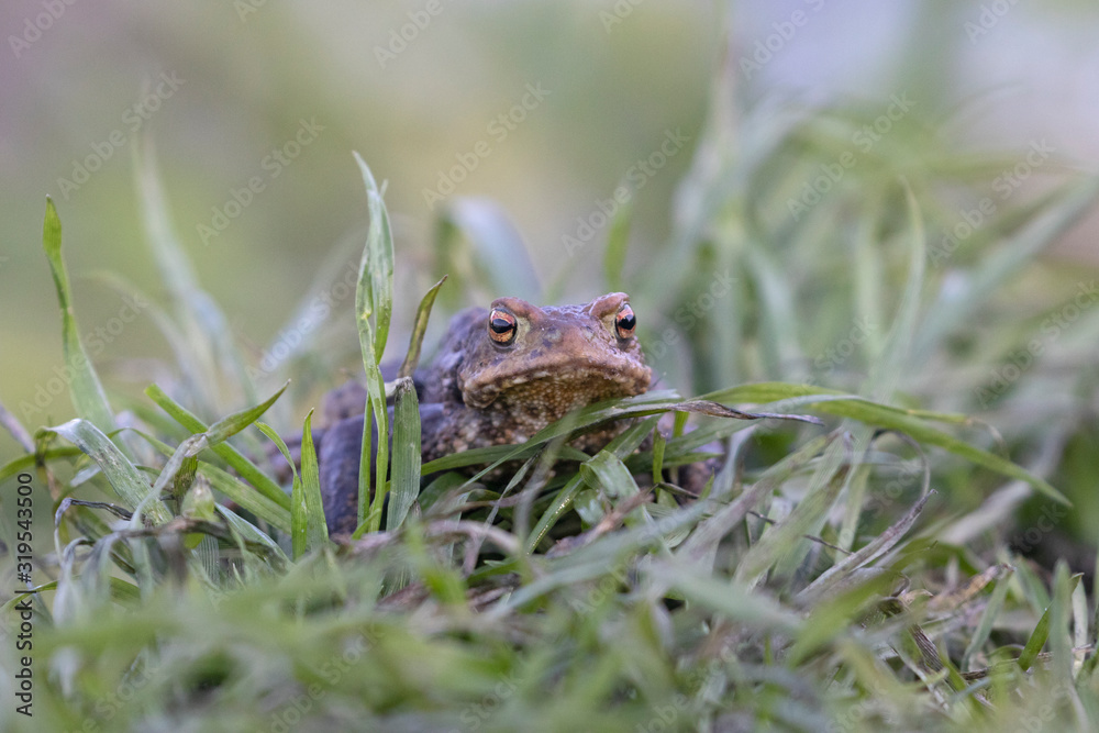Obraz premium Common toad (Bufo bufo) in the natural ecosystem.