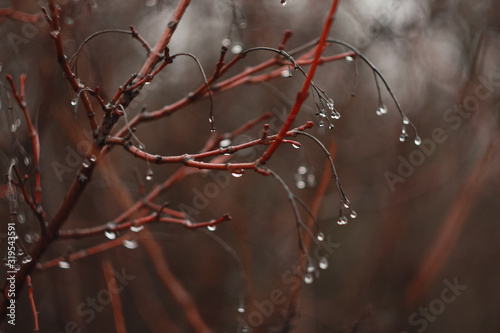 Red branches of a bush without leaves, covered with drops of water that hang like berries.