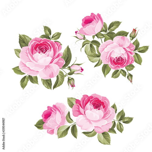 Vintage flowers set over white background. Wedding rose flowers bundle. Flower collection of watercolor detailed hand drawn roses. Decorative vintage rose and bud. Vector illustration.