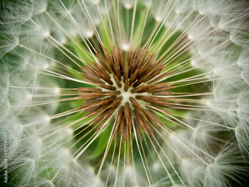 Dandelions in green weadow across the forest. Early summer.