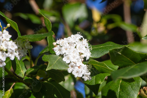 фотографія Flowers of Japanese privet in a garden during spring