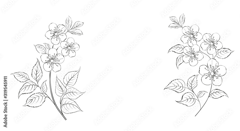 Calligraphy cherry blossom. Cute hand drawn isolated sakura branch. Sacura isolated over white. Branch of Japanese cherry blossoms with beautiful flowers. Vector illustration.