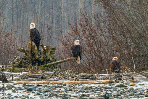 Three Eagles in Snow - Chilkat Bald Eagle Preserve, Haines, Alaska photo