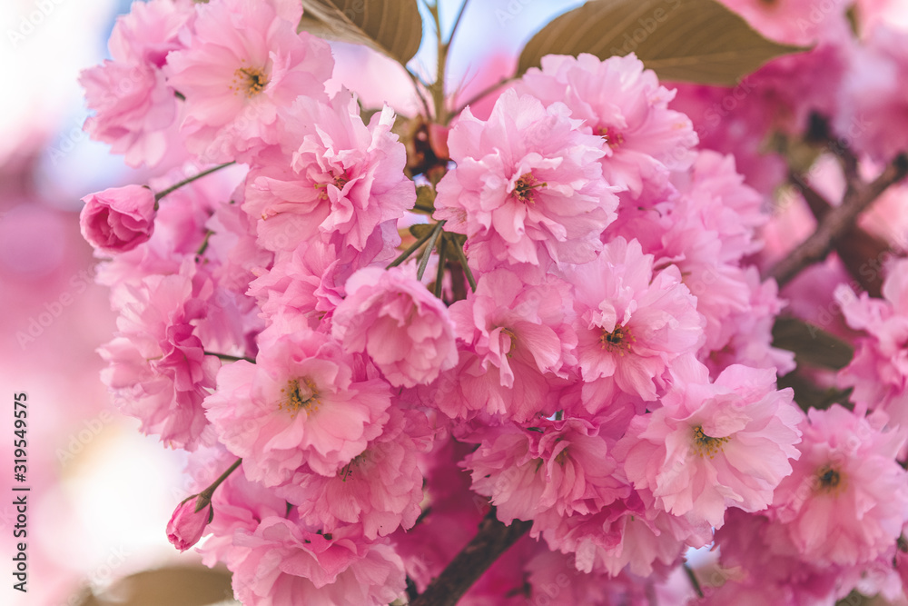 Fototapeta premium Beautiful nature scene with blooming cherry tree in spring. Sakura flowers in bloom. Beautiful Holiday greeting card. Shallow depth of field. Toned. Soft focus, shallow depth of the field
