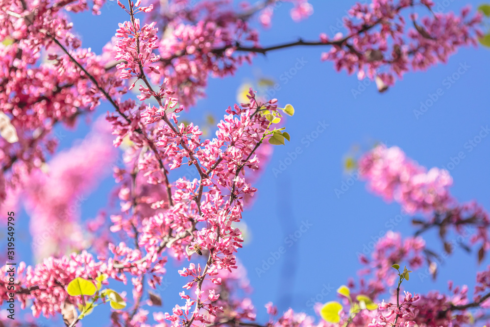 Closeup of pink flower clusters of an Eastern Redbud tree in ful Closeup of pink flower clusters of an Eastern Redbud tree in ful