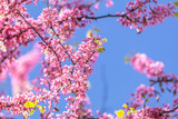 Closeup of pink flower clusters of an Eastern Redbud tree in ful