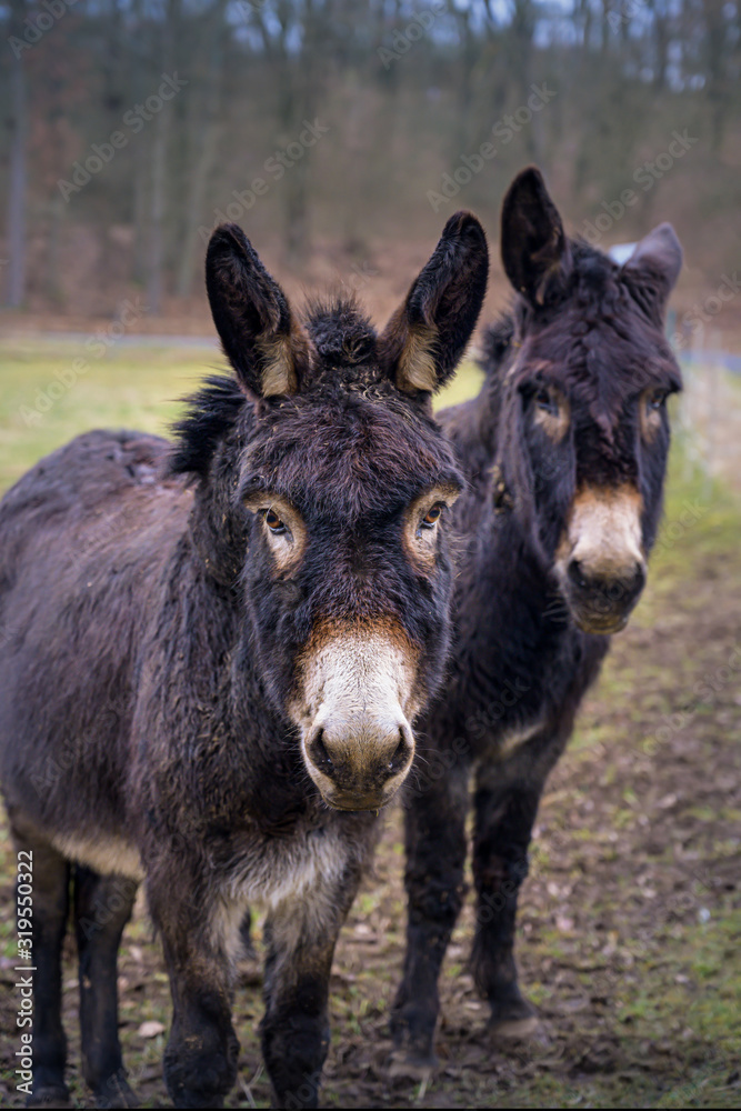 Zwei Esel auf der Weide