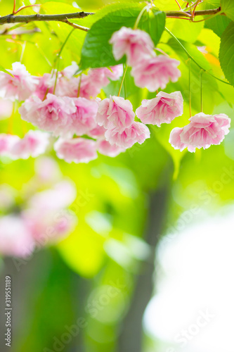 Pink cherry blossom  Sakura  flower. Soft focus cherry blossom or sakura flower on blurry background. Sakura and green leaves in the sun. Valentine s day. Copy space