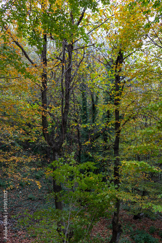 Autumn forest landscape, tranquil scene