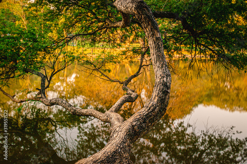tree in autumn