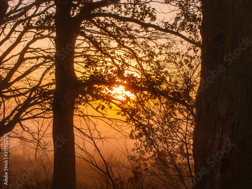 Fototapeta Naklejka Na Ścianę i Meble -  Nagie, bezlistne gałęzie drzew na tle wschodzącego słóńca.