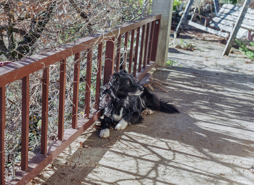 Dog lying on a veranda